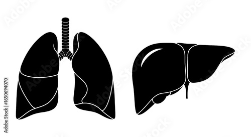 Illustration showing human lungs with trachea and liver in black silhouette on white background
