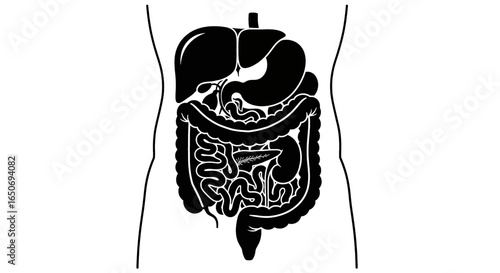 Illustration showing the internal organs of the human digestive system in silhouette and body outline