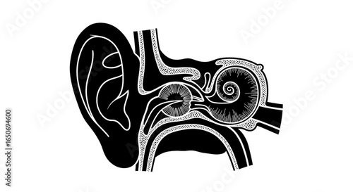 Illustration of a human ear anatomy showing the inner ear structures in black and white drawing