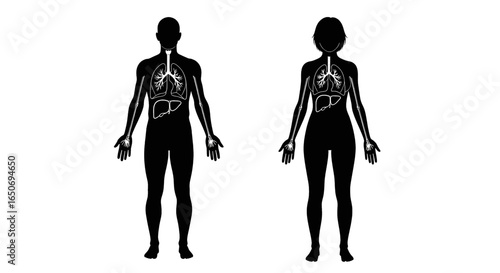 Anatomical illustration depicting male and female silhouettes with internal organs shown in white