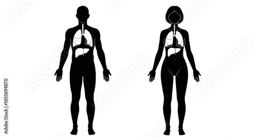 Illustration of male and female anatomical figures with internal organs highlighted in white color