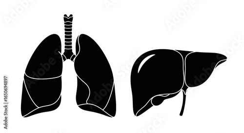 Illustration showing human lungs with trachea and liver in black silhouette on white background