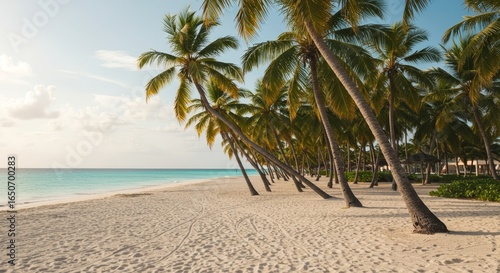 Palm trees at Seven Mile Beach, Grand Cayman