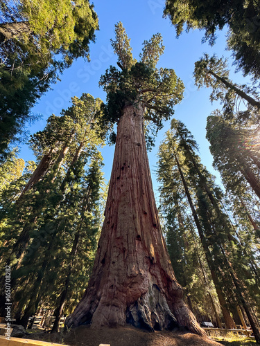 General Sherman Giant Sequoia Tree Largest Tree. Giant sequoia trees in Sequoia National Park, California, US, Mariposa Grove of Giant Sequoias. High quality photo