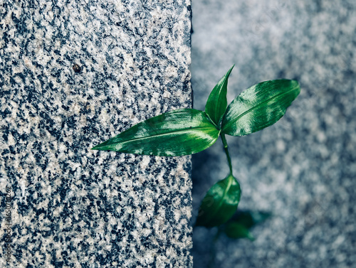 Foto A resilient green plant growing between stone tiles, showcasing nature's persistence