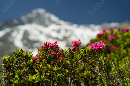Alpine rose flower in bloom. Snow-capped peaks in the Swiss Alps, Val d'Anniviers, Canton Valais, summer.