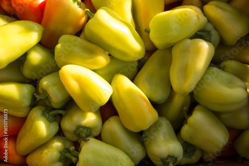 sweet yellow green peppers. Pile of colorful healthy vegetables background. Group of peppers texture.