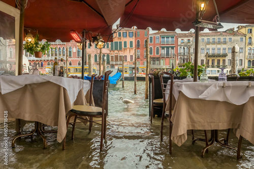 Fotografie Acqua alta flooding near Rialto Bridge with heron in Venice, Italy