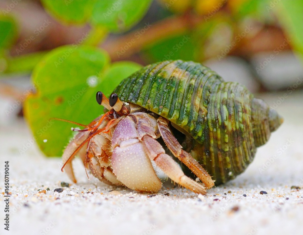 Hermit Crab in Shell Hermit Crab in Shell