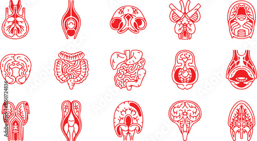 Red Outline Illustrations of Human Internal Organs and Brains human organs cerebellum