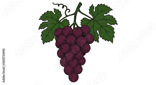 "Vector Hand-Drawn Outline of Grape Bunch with Leaves, Shovel, and Pick for Wine Label