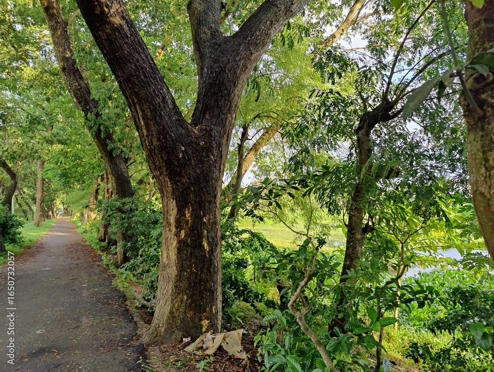 Fototapeta premium rural landscape with diverse tree types of bangladesh