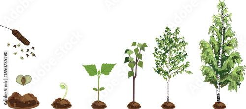 Life cycle of birch tree (Betula pendula). Growth stages from seed and sprout to old tree with green crown isolated on white background
