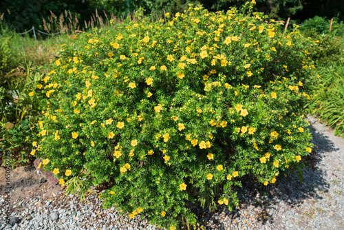 Bright yellow Potentilla fruticosa flowers bloom densely on a lush green shrub in full summer sun, creating a vibrant garden accent.