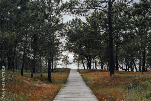 Wooden Boardwalk Path Leading to Beach, Coastal Forest Landscape, Galicia, Spain
