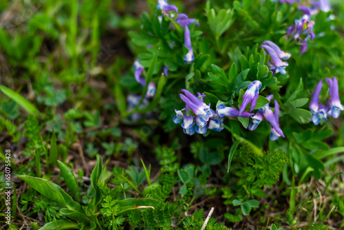 Alpine flowers