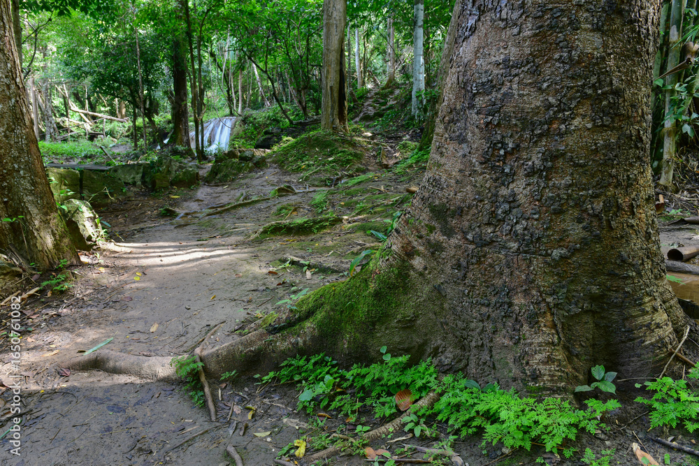 Fototapeta premium Moss on big tree with waterfall in the forest