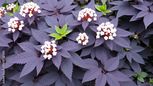 Sambucus nigra 'Black Lace' . Magnificent variety of cut-leafed elder shrub  with pale pink and white tiny  flowers in umbels above deeply dissected purplish-black foliage