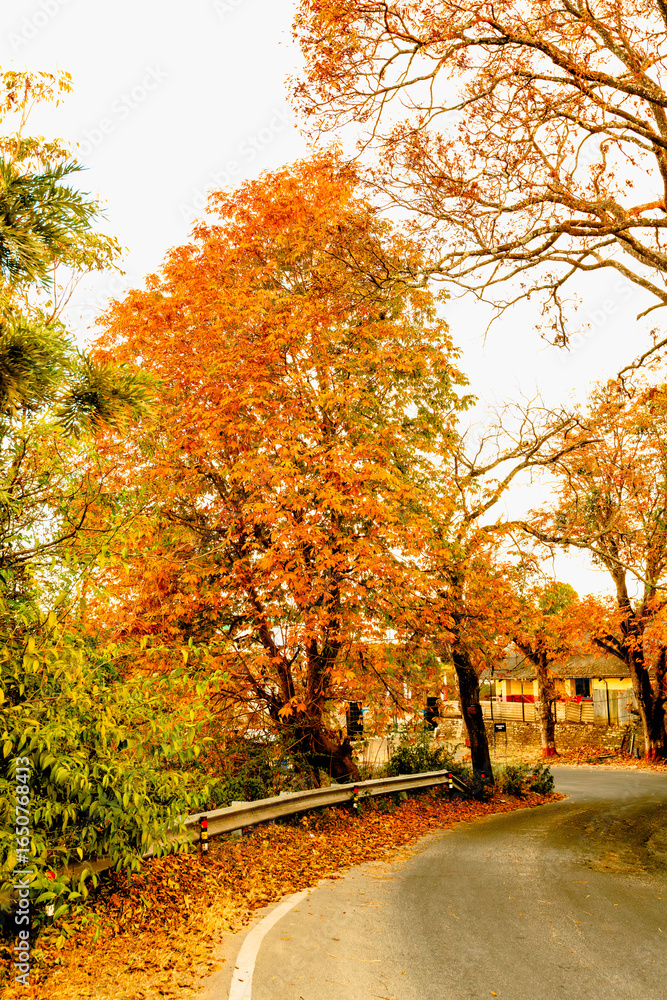 Fototapeta premium Colors of nature