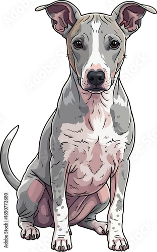 Argentine Pila Dog sitting front view portrait vector illustration 