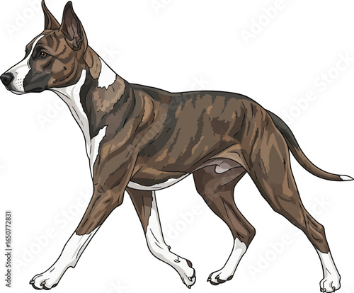 Argentine Pila Dog walking side view vector illustration