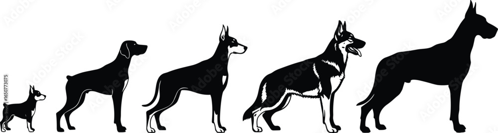 Dog breed silhouettes vector illustration, Boston Terrier to Great Dane, size comparison chart, black canine shapes, pet infographic, isolated on white Dog breed silhouettes vector illustration, Boston Terrier to Great Dane, size comparison chart, black canine shapes, pet infographic, isolated on white