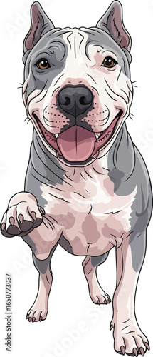 Cute Argentine Pila Dog standing paw up front view vector illustration
