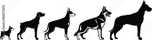 Dog breed silhouettes vector illustration, Boston Terrier to Great Dane, size comparison chart, black canine shapes, pet infographic, isolated on white