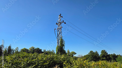 Tall steel electrical tower with transmission lines rises above dense green foliage, partially covered with climbing plants under bright blue rural sky