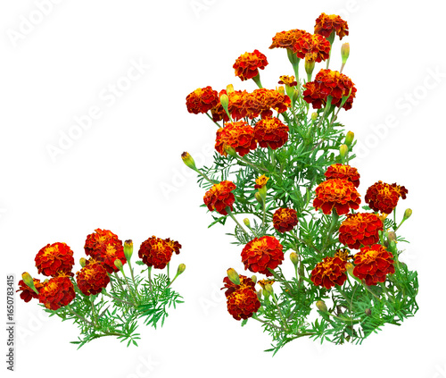 French marigolds deep orange flowers with green foliage isolated on a transparent background png