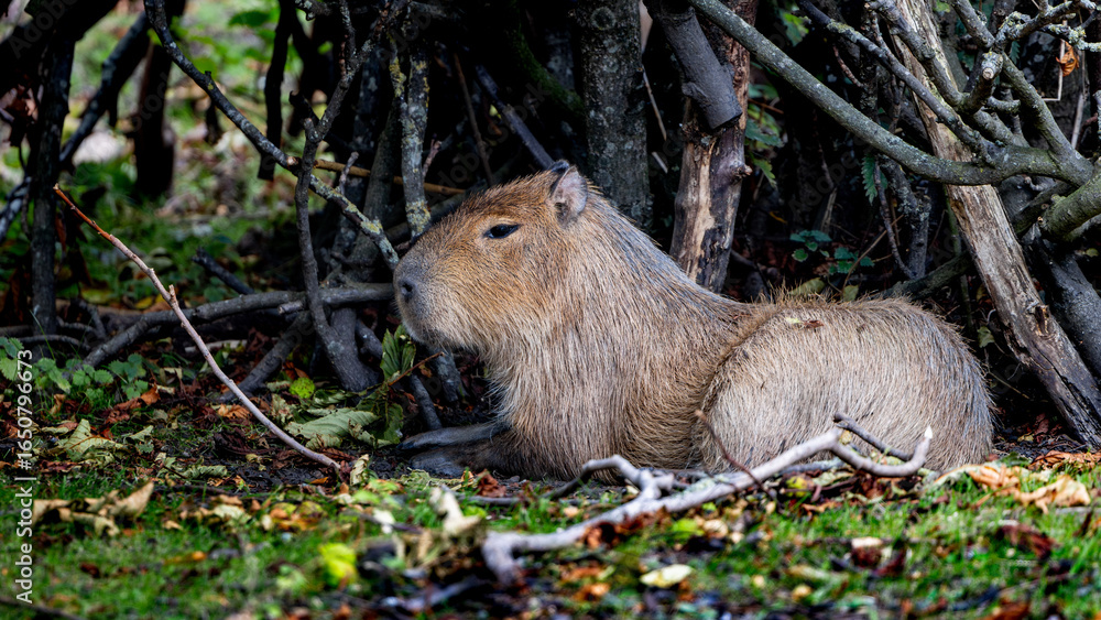 Fototapeta premium Capybara is laying in the grass. The largest living rodent in the world.