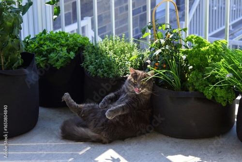 Chat tranquille sur un balcon ensoleillé avec des plantes 