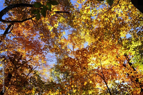Feuillage des arbres orange et jaune à l'automne sous le soleil dans une forêt 