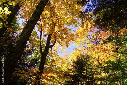 vue de la cime des arbres aux feuilles jaunes à l'automne