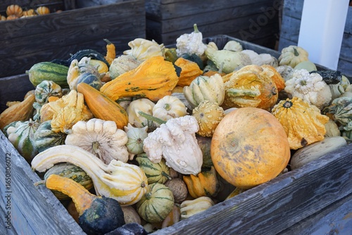 Tas de courges de couleurs et de tailles variées 