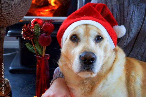 Chien labrador devant cheminée avec un chapeau de noël