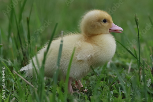 baby duck and ducklings