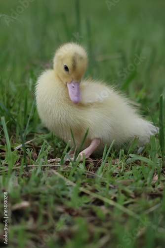 baby duck and ducklings