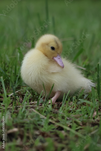 baby duck and ducklings
