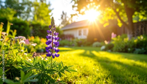 Sunset Garden Lupine Bloom.