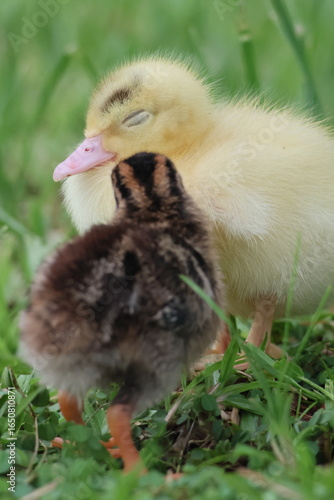 baby duck and ducklings