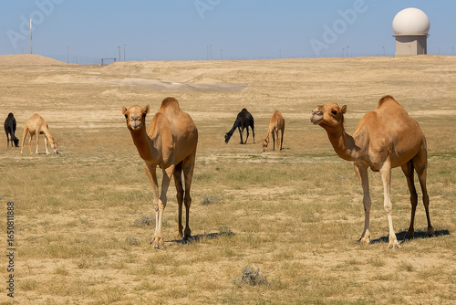 Wild Camels Roaming the Desert Near Communication Tower