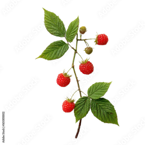 Close up of a raspberry bush with red berries