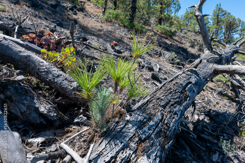 Fototapeta premium La Palma: forested hillside with uneven terrain, featuring fallen trees, young pine trees with green needles, reddish succulent plants.