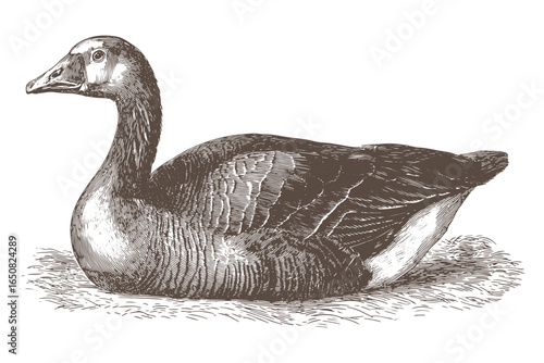 Resting goose in a vintage engraving style