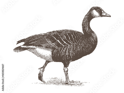 Canada Goose Engraving Detailed Illustration of a Walking Goose
