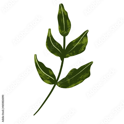 Illustration of green leaves for bouquet