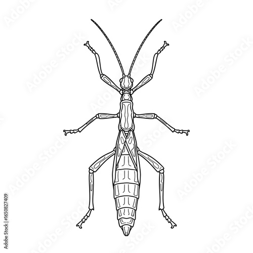 Cute Anime Style Amazon Stick Insect Coloring Page for Kids Black and White Jungle Bug Art