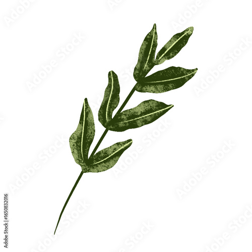 Illustration of green tea leaves