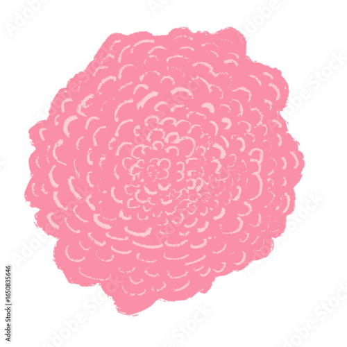 Illustration of pink rose flower